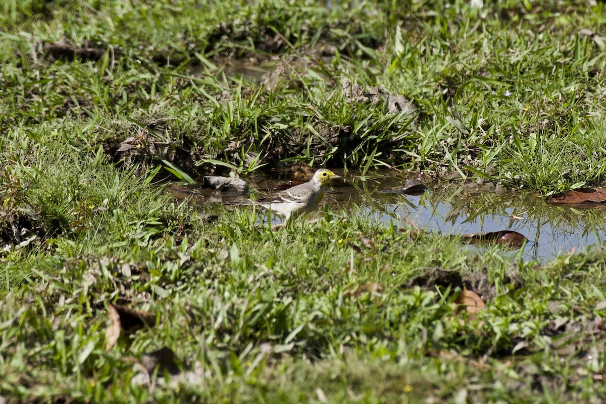 Citrine Wagtail - ML125930501