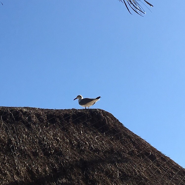 Gaviota Guanaguanare - ML125932131