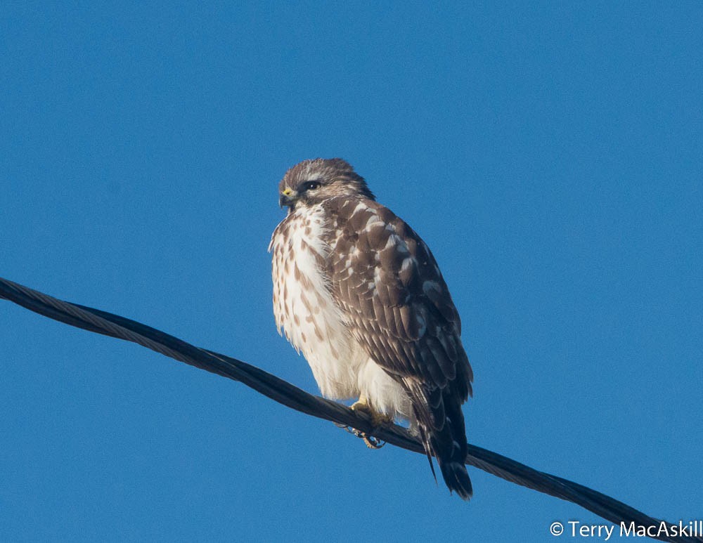 Red-shouldered Hawk - ML125932941