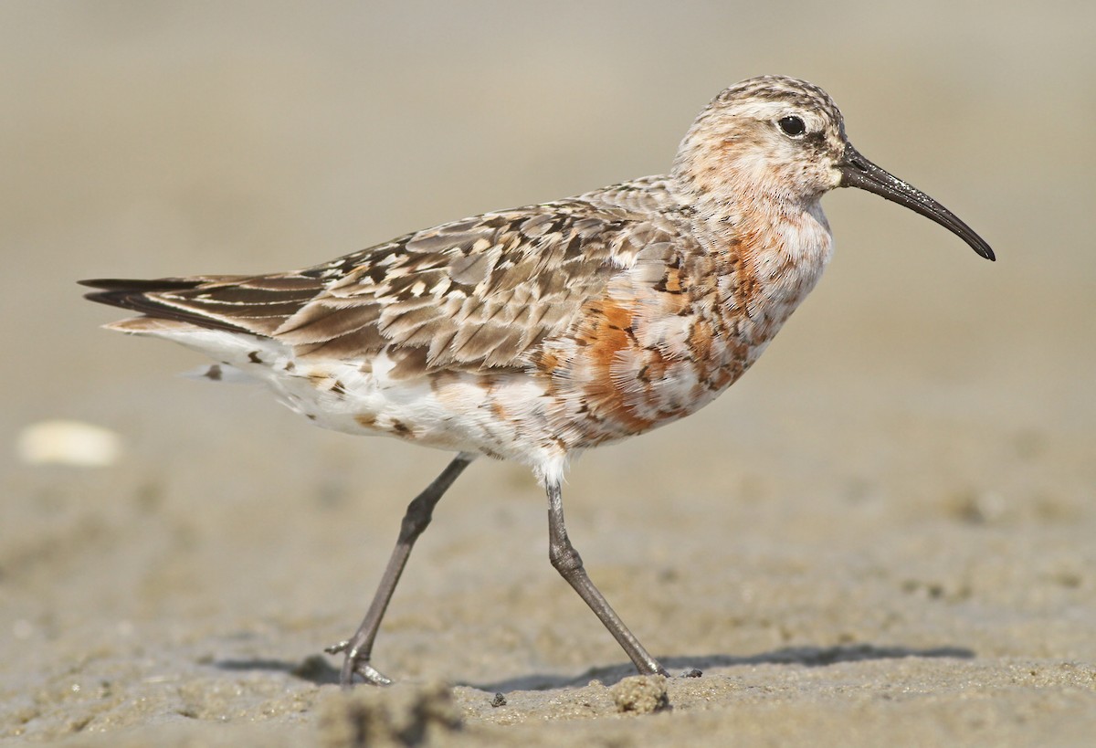 Curlew Sandpiper - Jeremiah Trimble