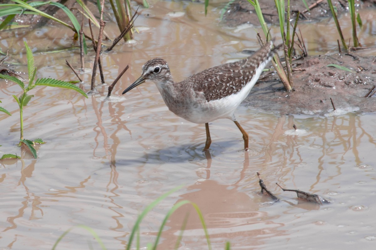 Green Sandpiper - ML125934001