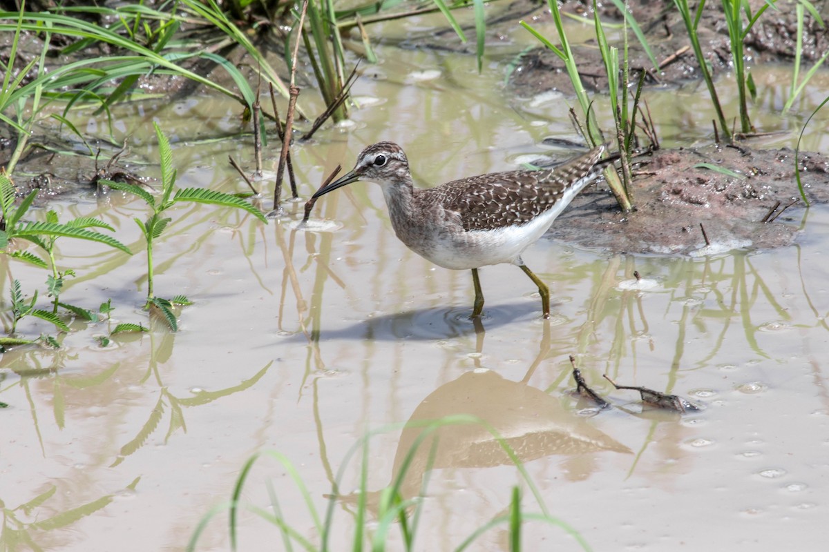 Waldwasserläufer - ML125934011