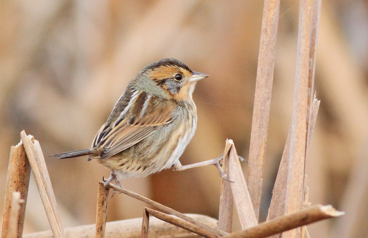 Nelson's Sparrow (Interior) - ML125934371