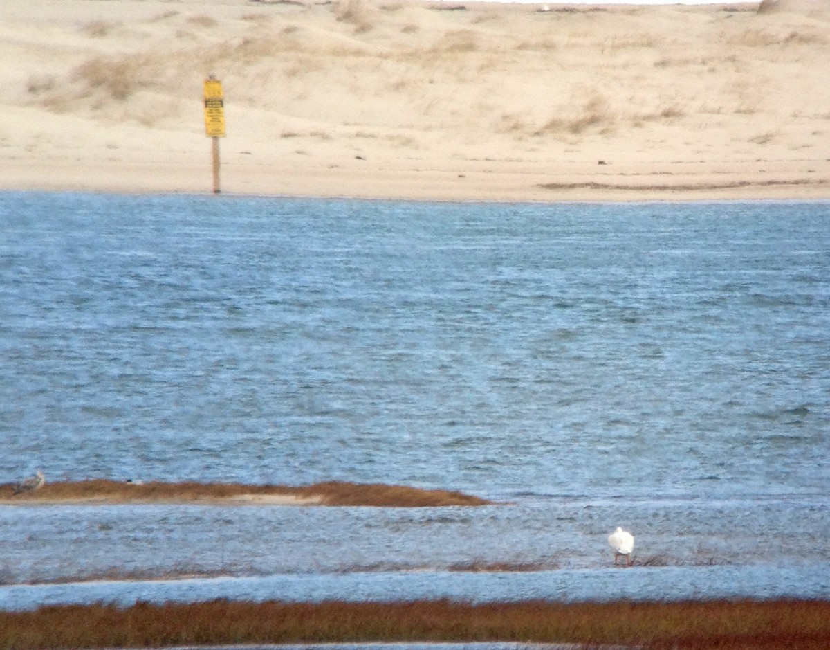 American White Pelican - ML125934781