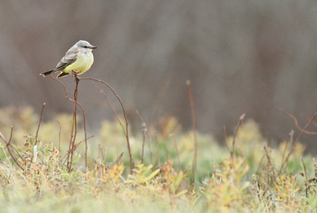 Western Kingbird - ML125934811