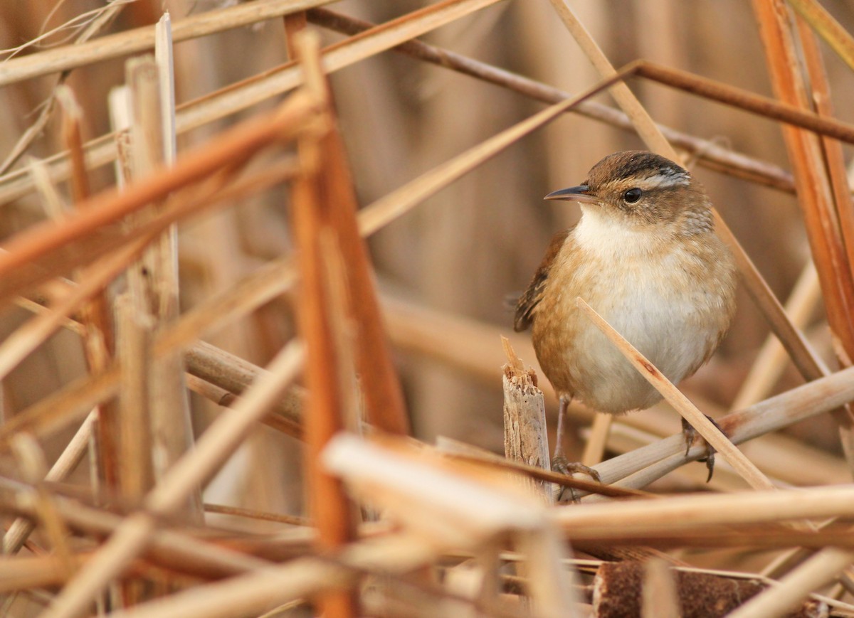 Marsh Wren - ML125934821