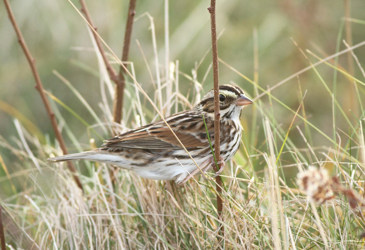 Savannah Sparrow - ML125934841