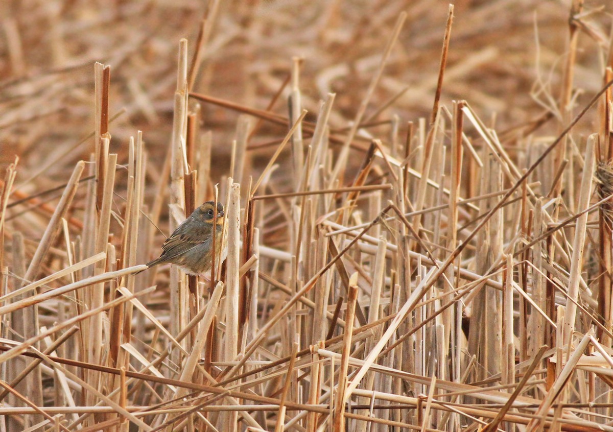 Nelson's Sparrow (Atlantic Coast) - ML125934931