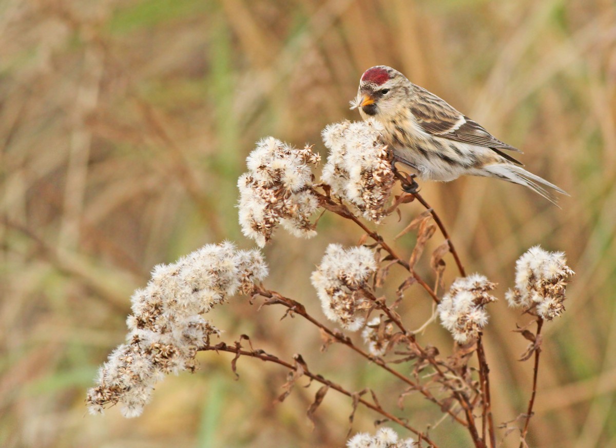 Common Redpoll - ML125934971