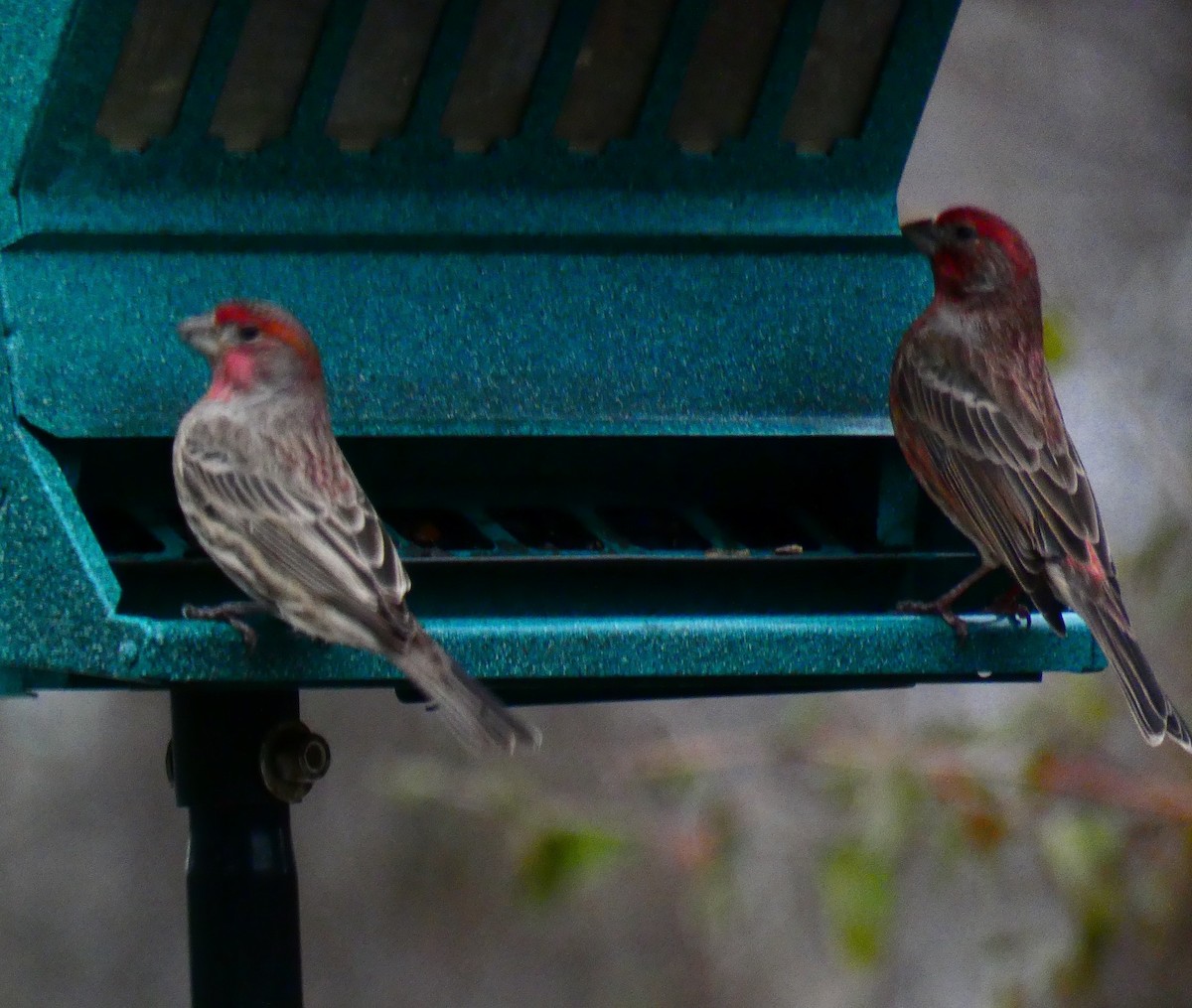 House Finch - ML125935061