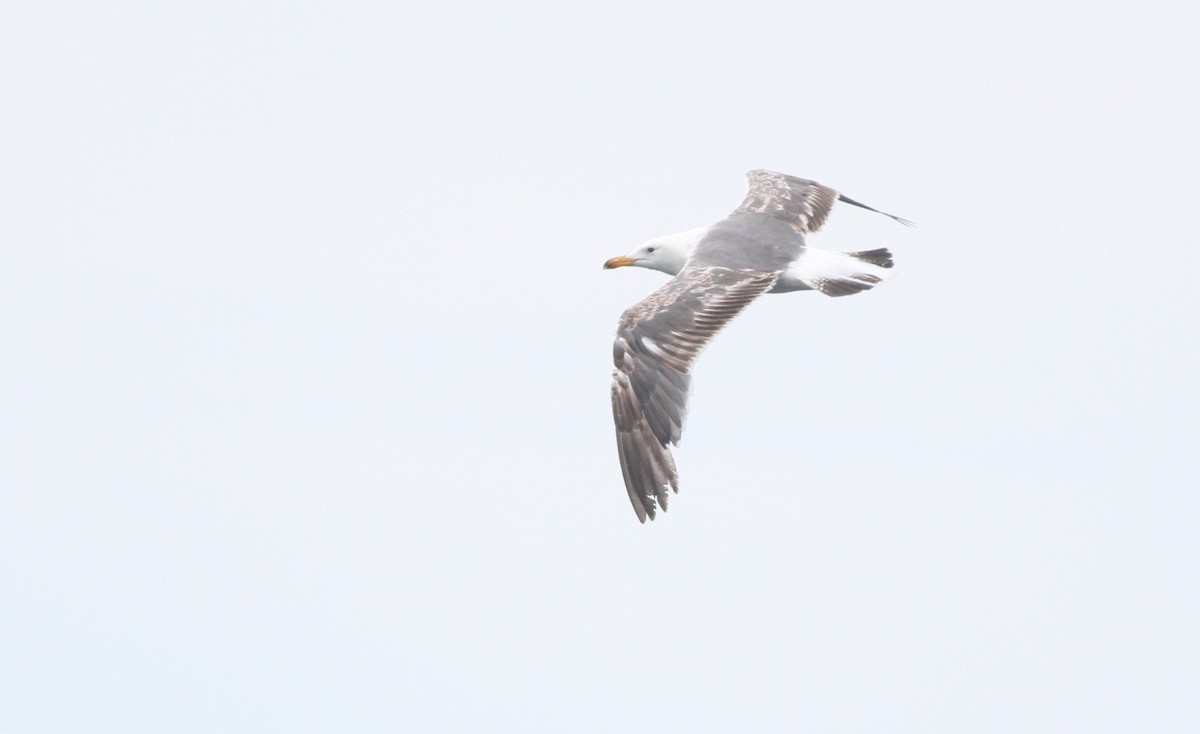 Lesser Black-backed Gull - ML125936491