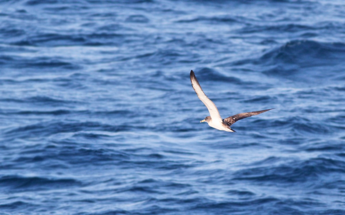 Scopoli's Shearwater - Jeremiah Trimble