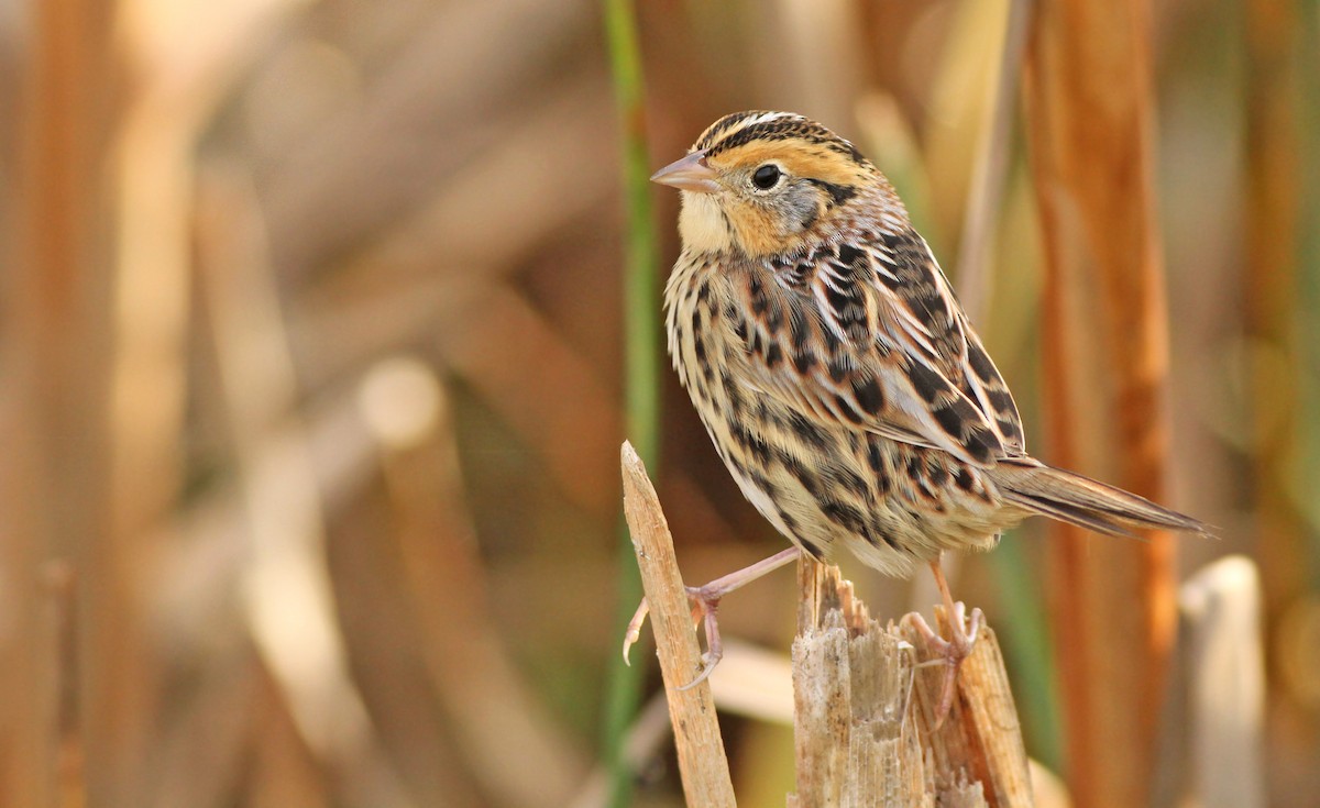 LeConte's Sparrow - ML125936841