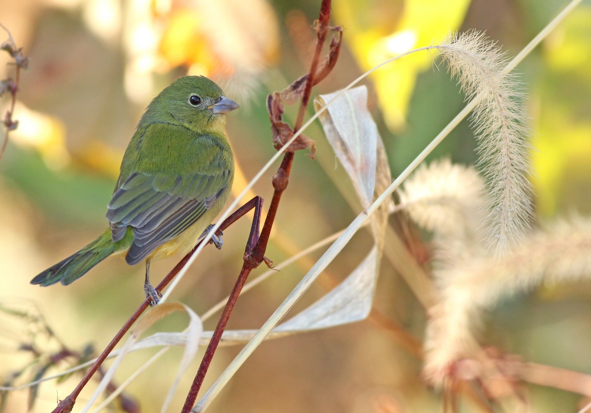 Painted Bunting - ML125936921