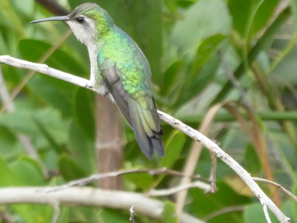 Cuban Emerald - ML125937191