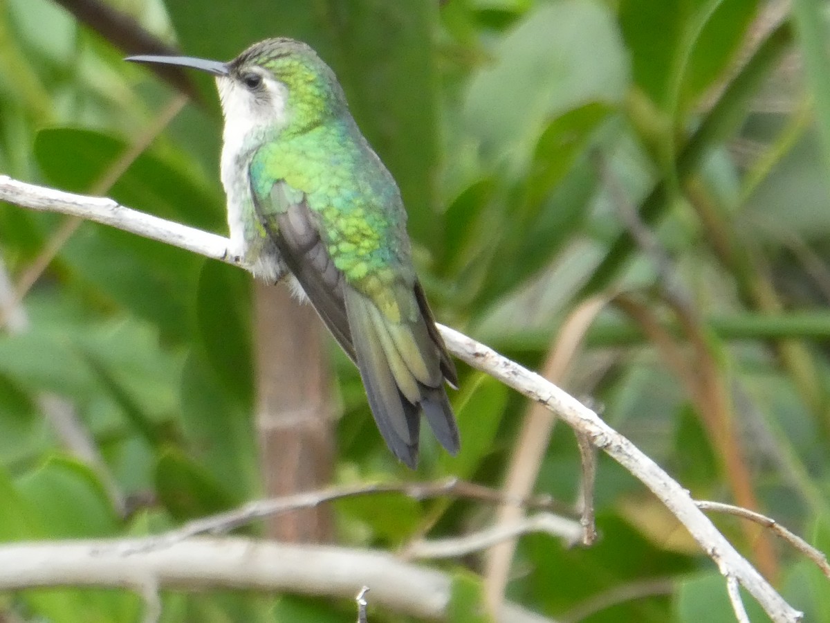 Cuban Emerald - ML125937291