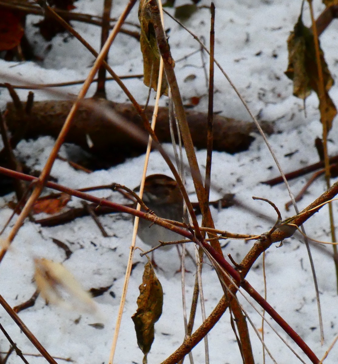 White-throated Sparrow - ML125937671