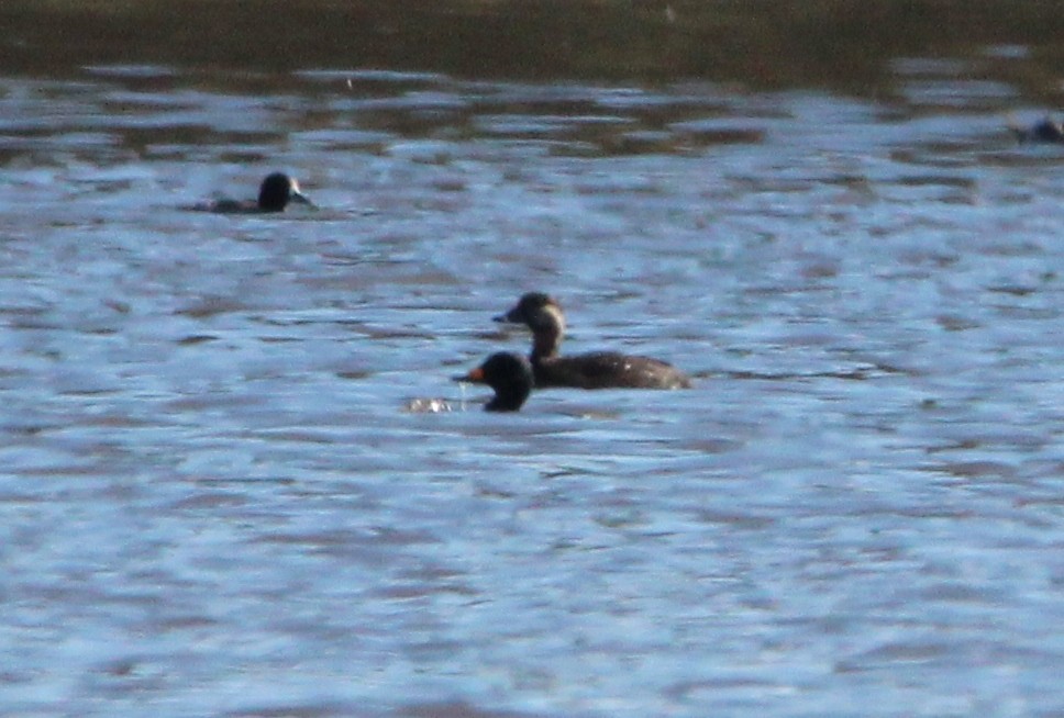 Black Scoter - ML125937881