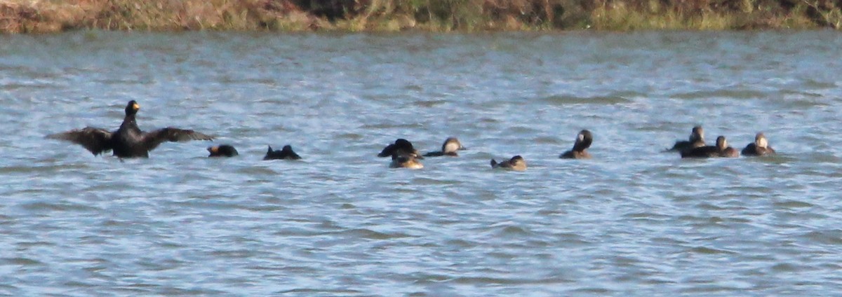 Black Scoter - ML125938121