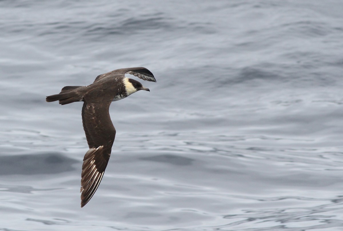 Pomarine Jaeger - Jeremiah Trimble