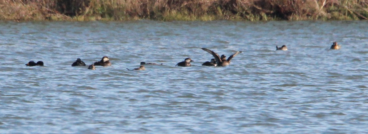 Black Scoter - ML125938181