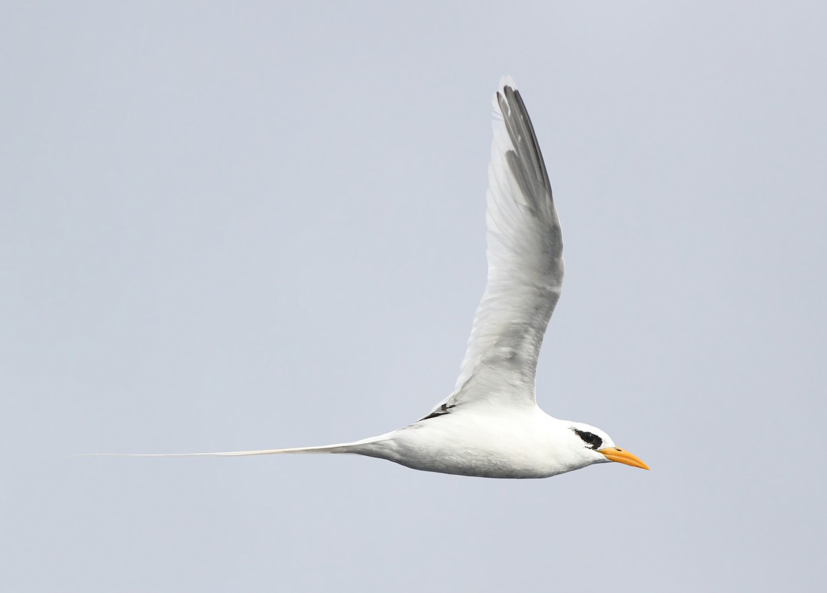 White-tailed Tropicbird - Jeremiah Trimble