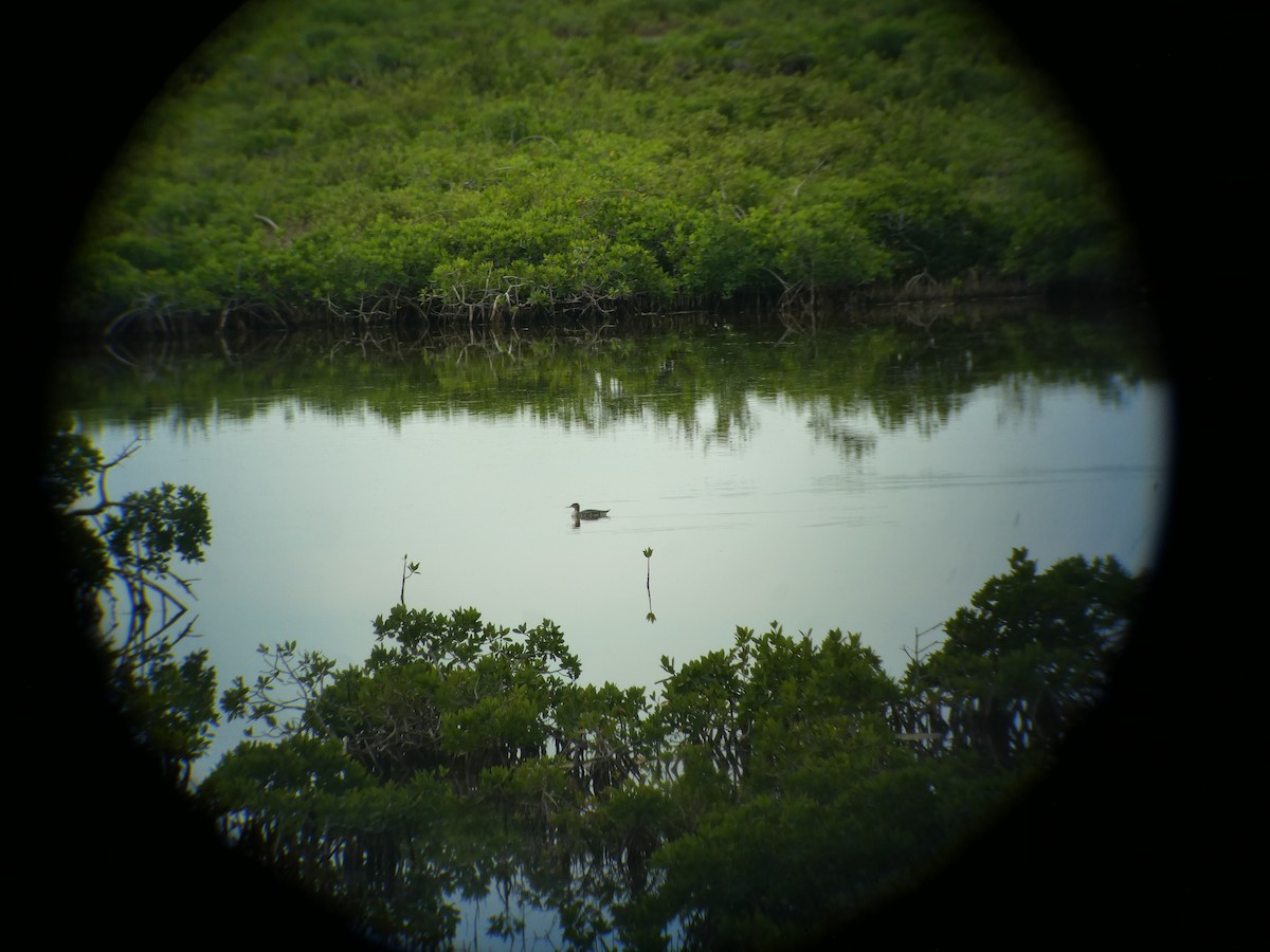 Red-breasted Merganser - elwood bracey