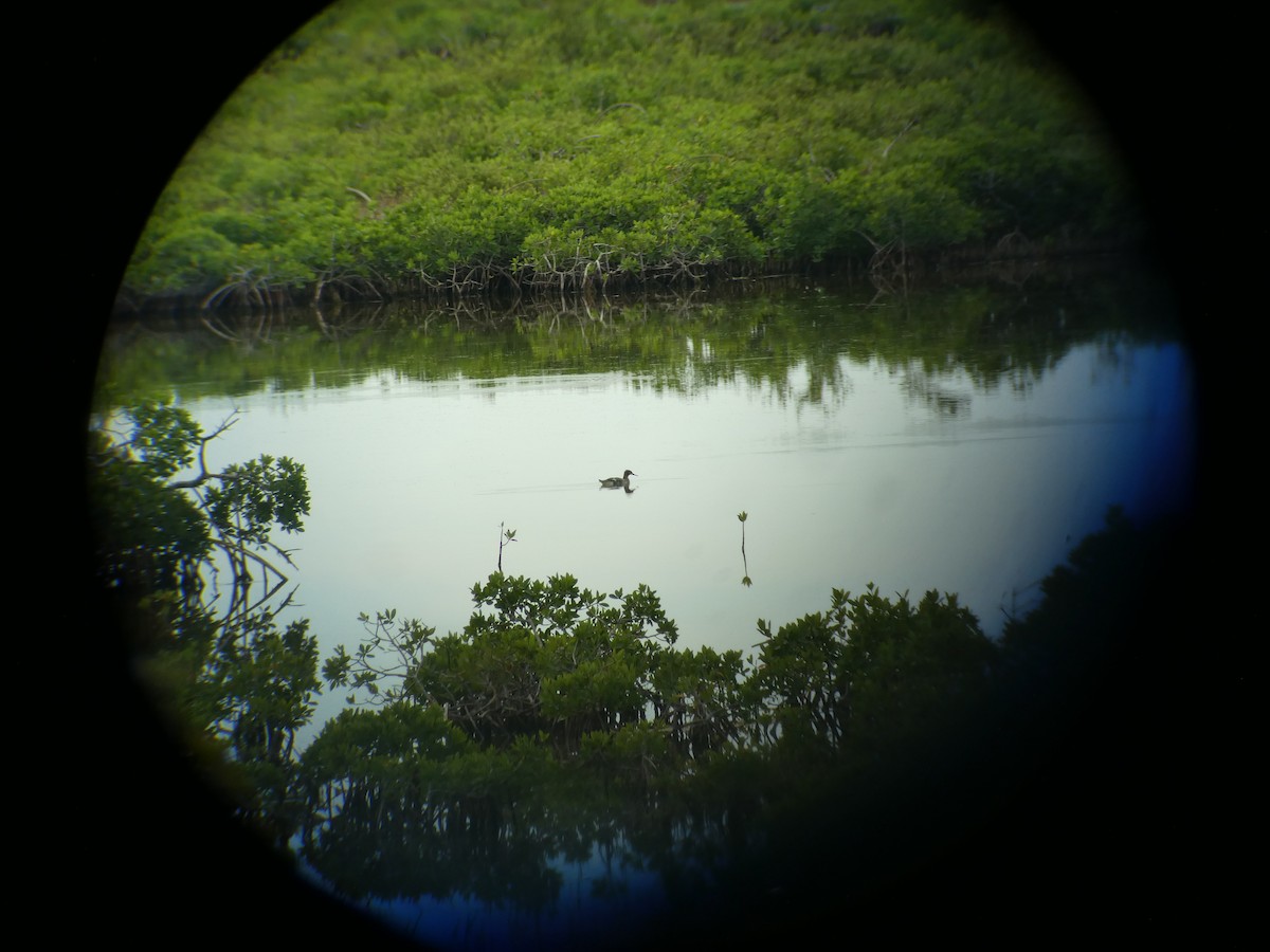 Red-breasted Merganser - ML125939161