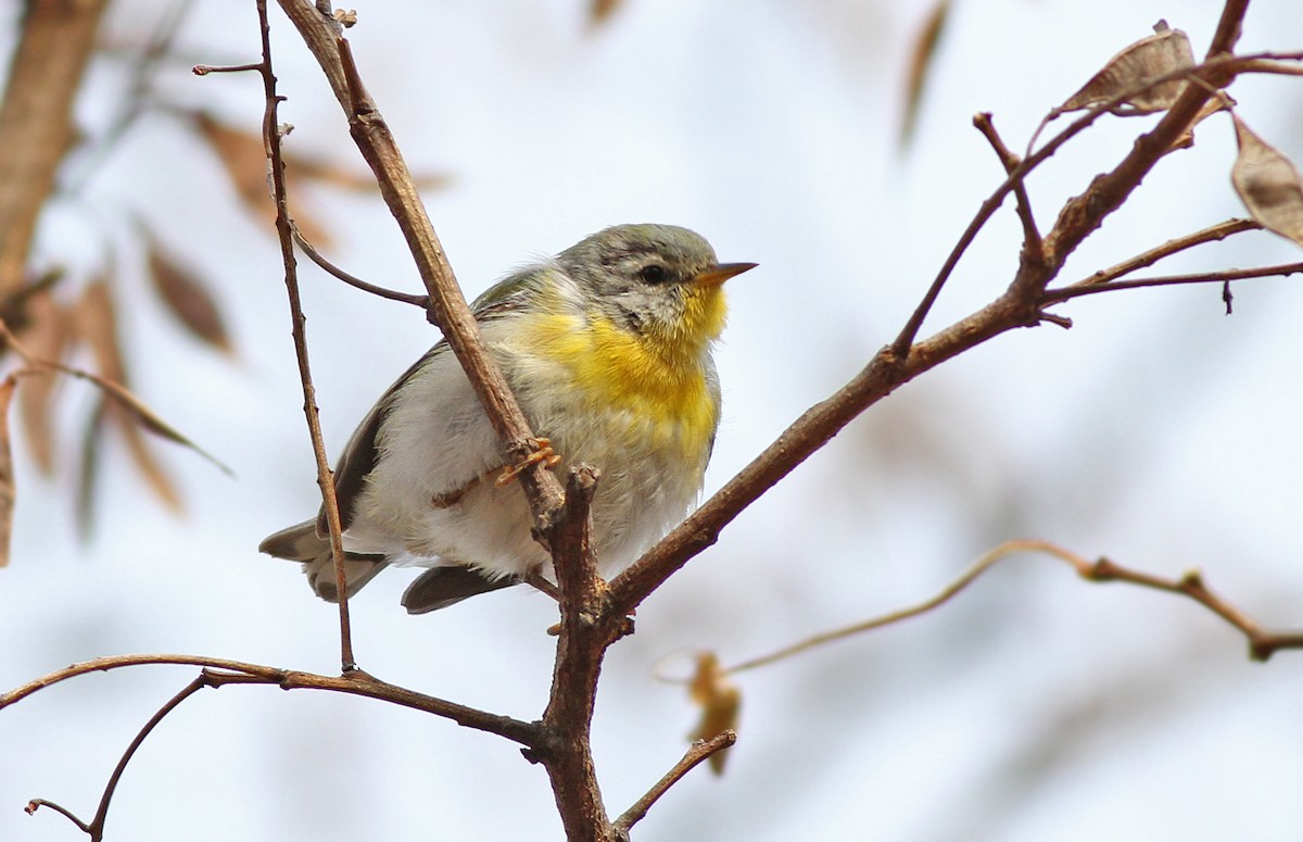 Northern Parula - ML125940191