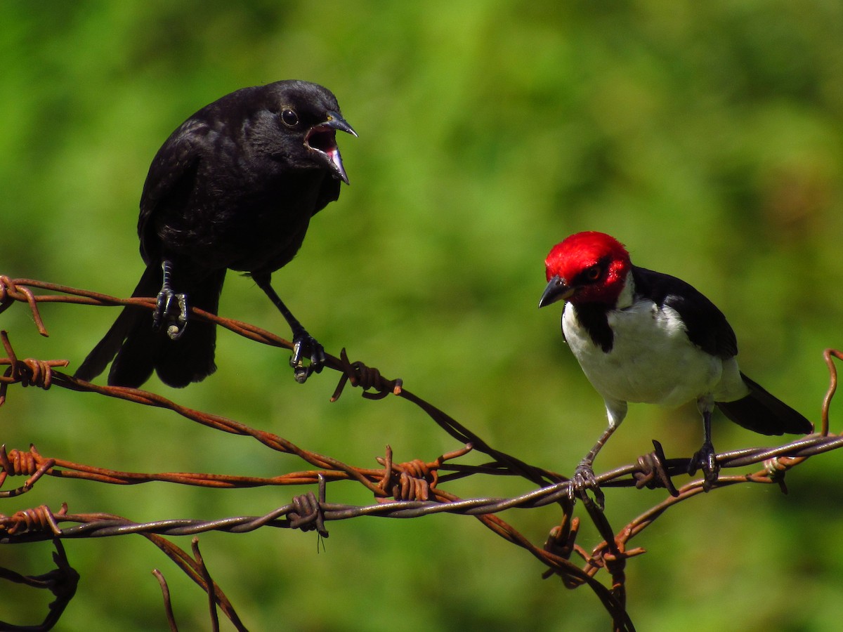 Red-capped Cardinal - ML125942191
