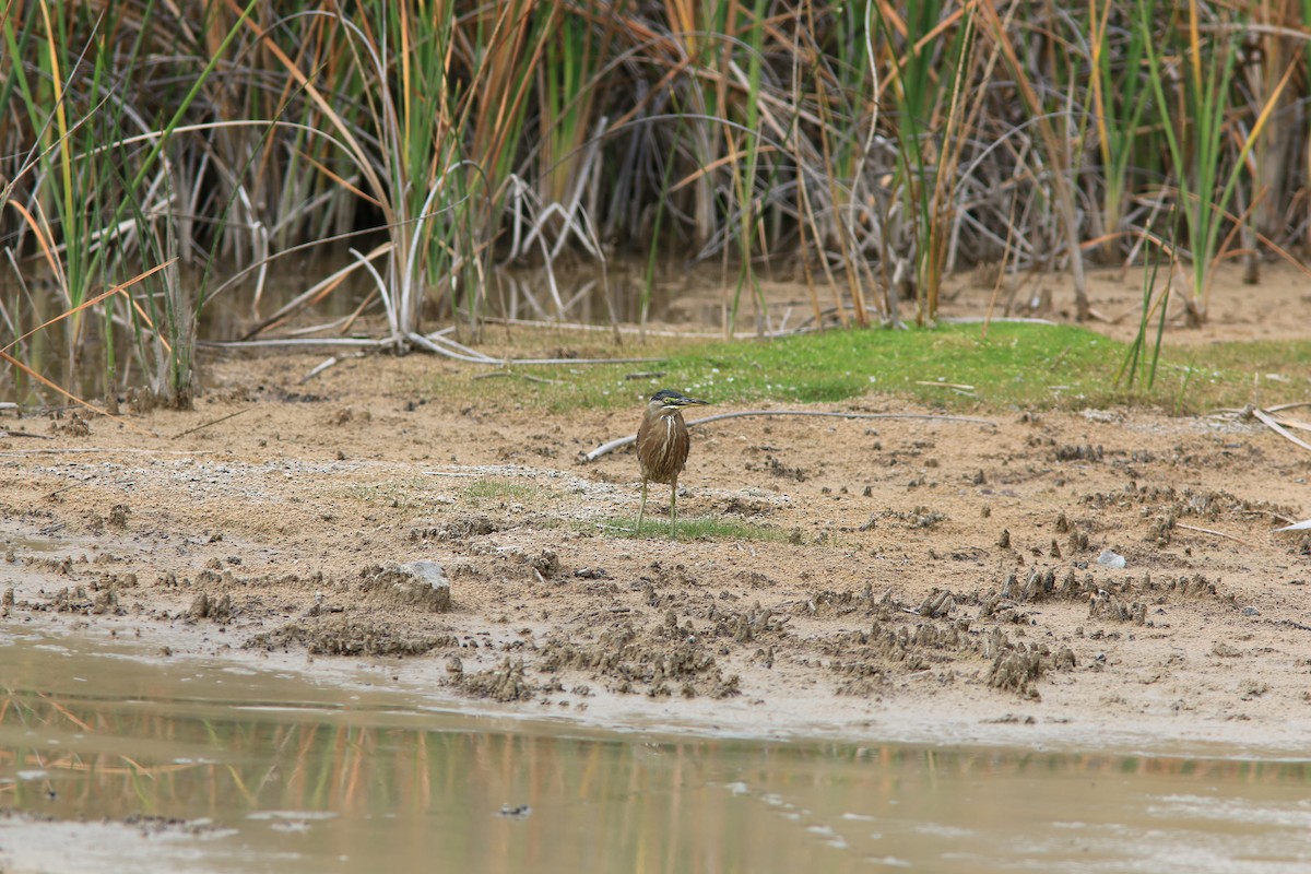 Striated Heron - ML125943001