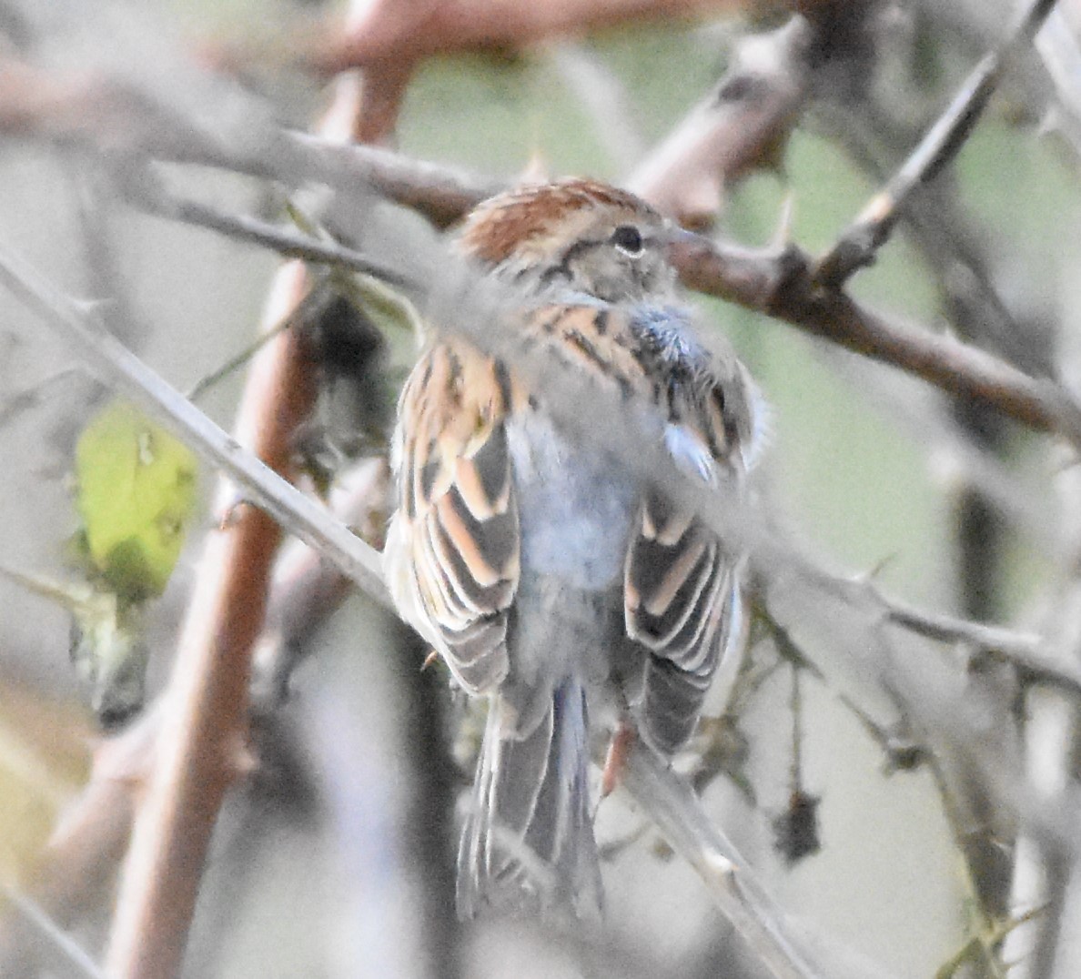 Chipping Sparrow - ML125943451