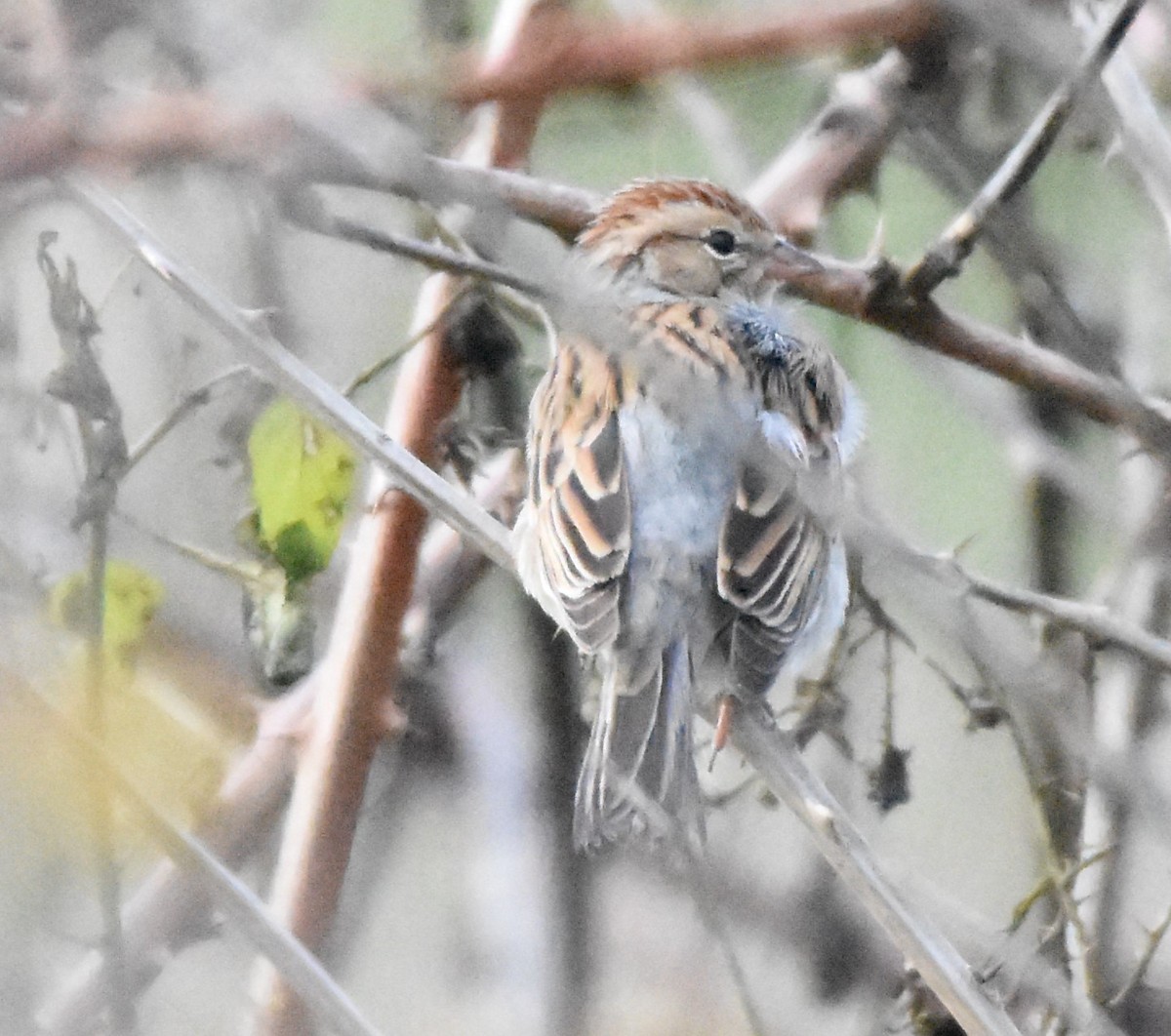Chipping Sparrow - ML125943461