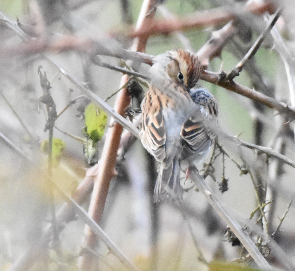 Chipping Sparrow - ML125943491