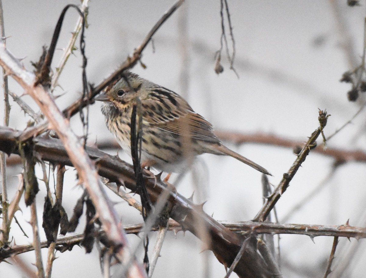 Lincoln's Sparrow - ML125943531