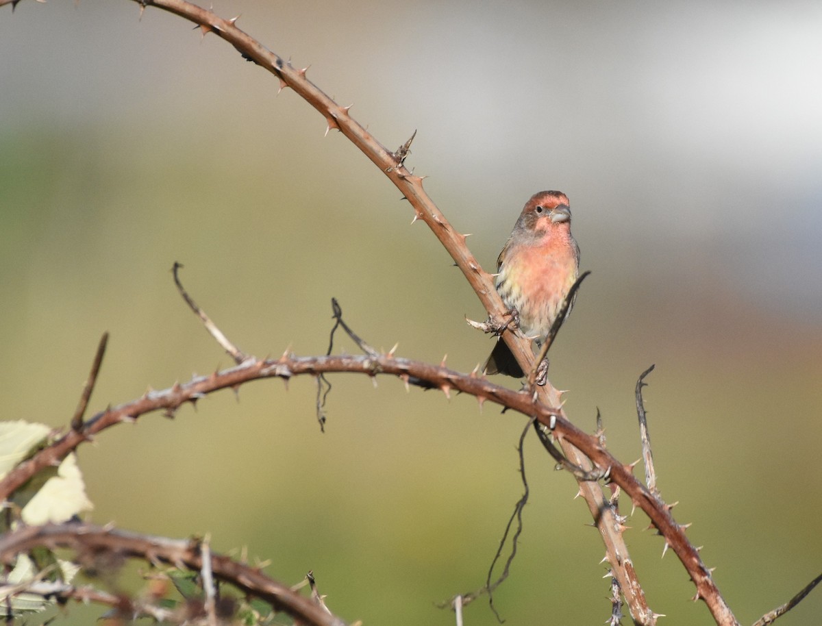 House Finch - ML125943571