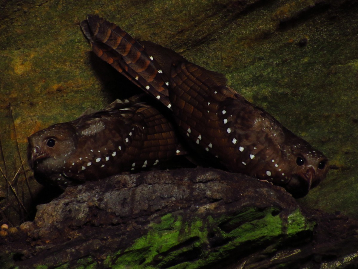 Oilbird - ML125944091