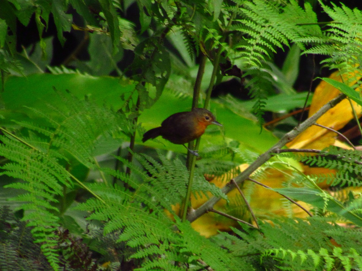 Dusky Antbird - ML125944261