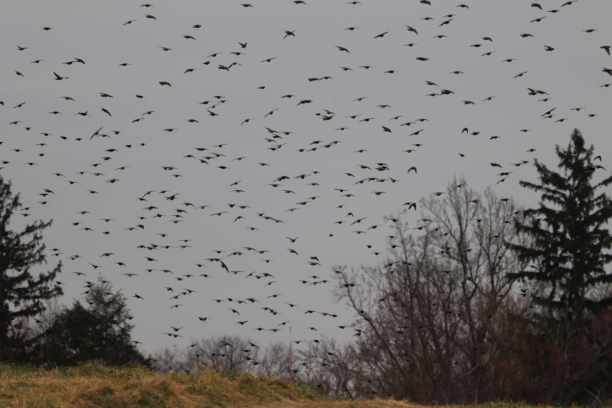 European Starling - ML125944291