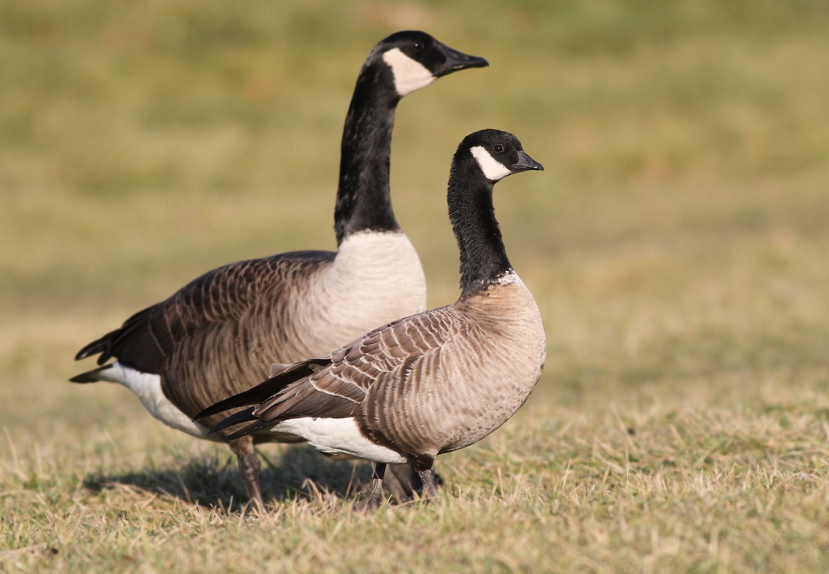 Cackling Goose - ML125950281