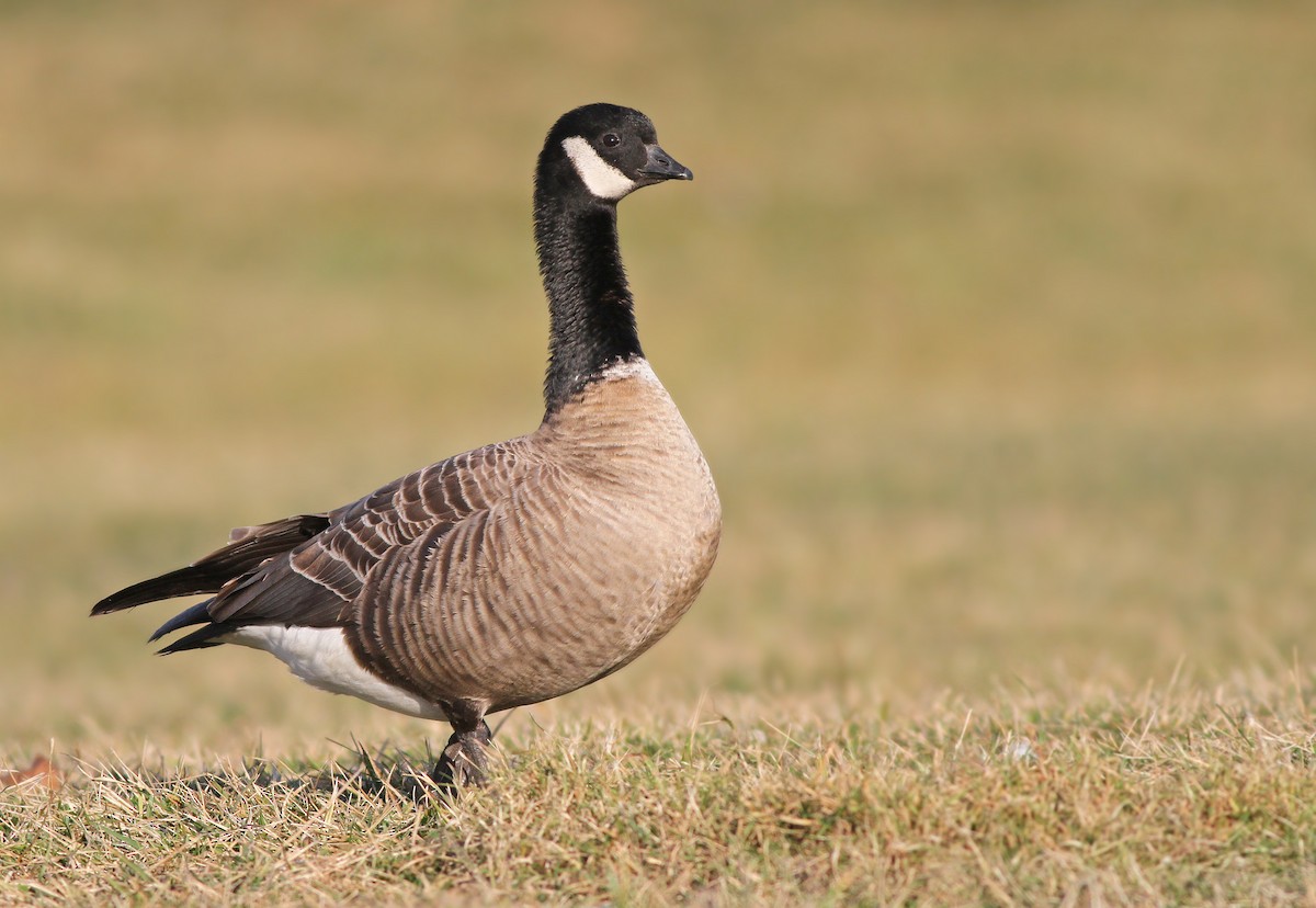 Cackling Goose - ML125950291