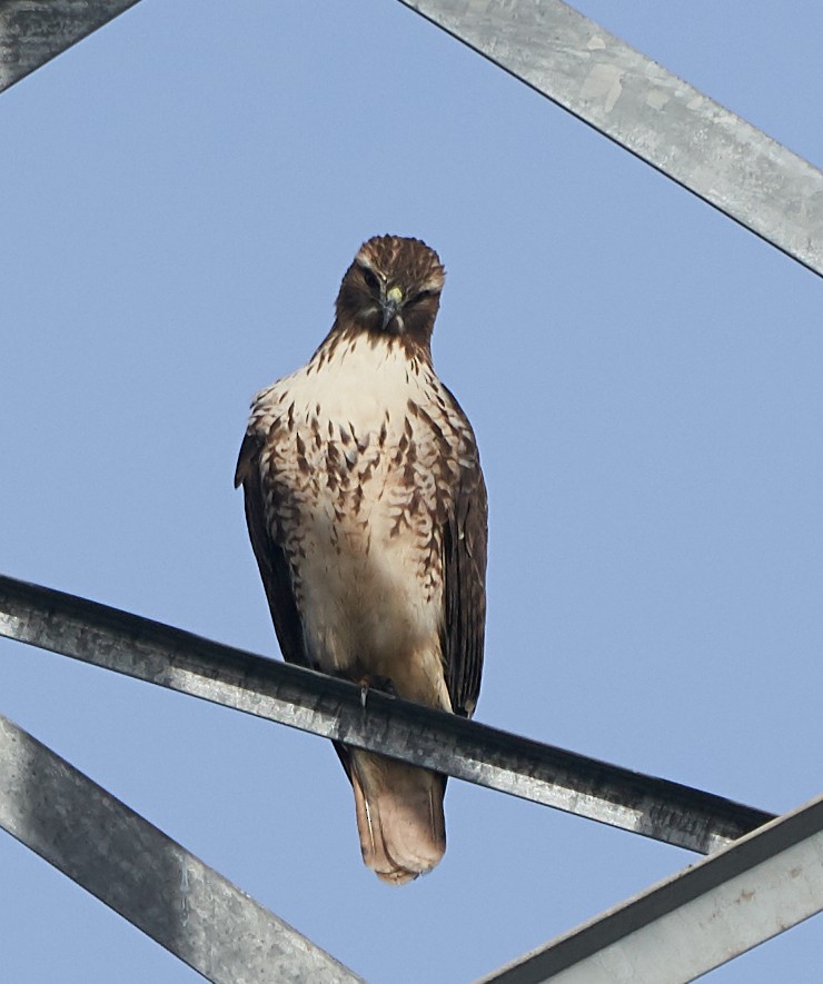 Red-tailed Hawk - ML125952261