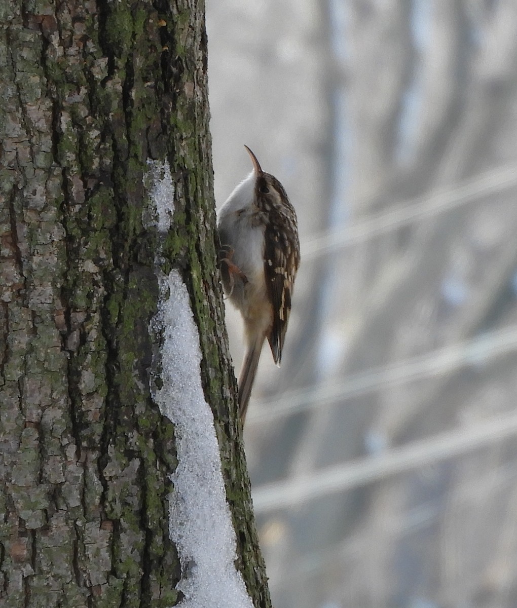 Brown Creeper - ML125956271