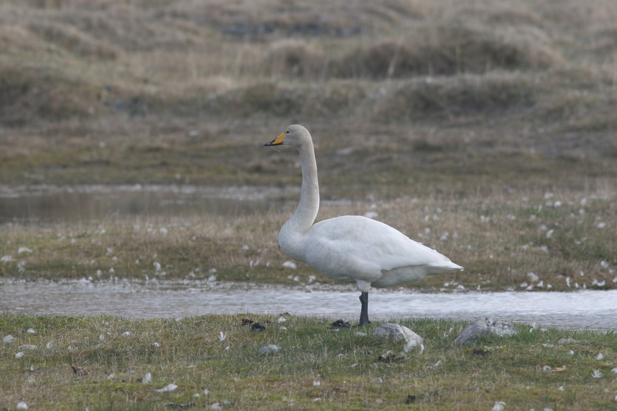 Whooper Swan - ML125958561