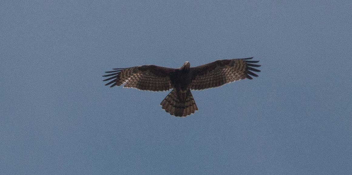 Oriental Honey-buzzard - ML125960471