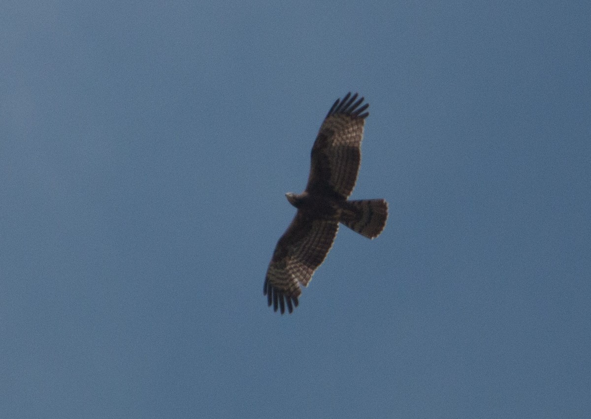 Oriental Honey-buzzard - ML125960481