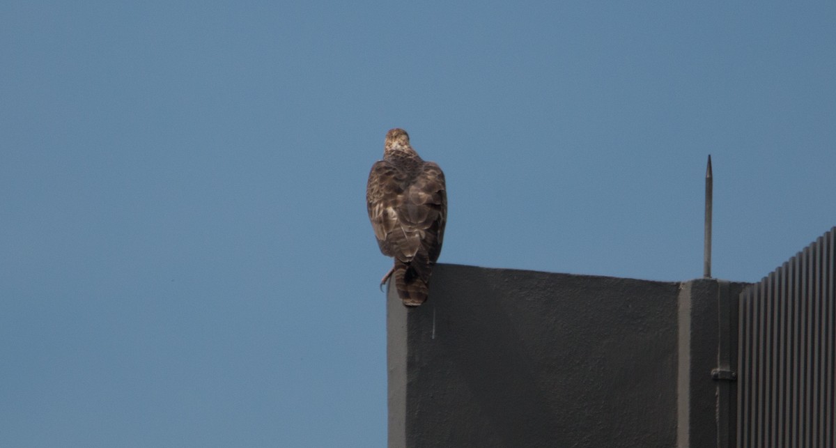 Oriental Honey-buzzard - ML125960501