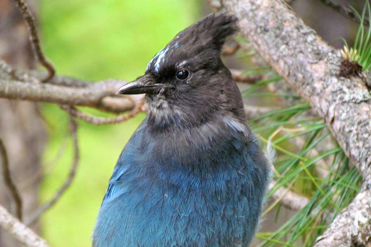 Steller's Jay - ML125961421