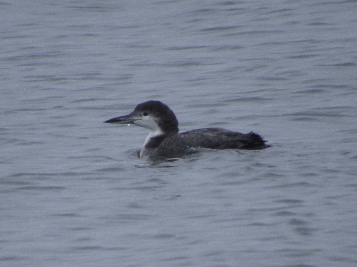 Common Loon - Curtis Dykstra