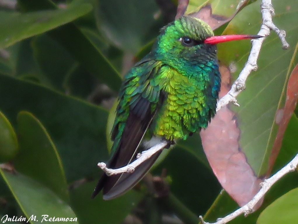 Glittering-bellied Emerald - ML125963771